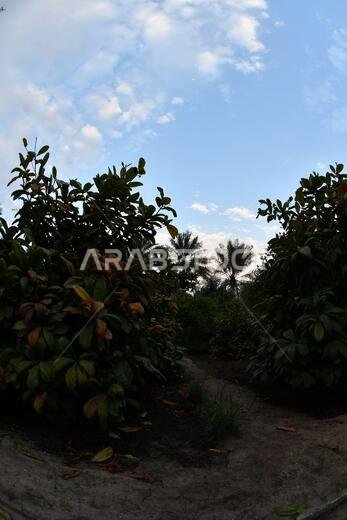 نخيل التمر، شجرة من فصيلة النخيل تُزرع لثمارها الحلوة الصالحة للأكل. وقد حظي نخيل التمر بتقدير كبير منذ أقدم العصور.