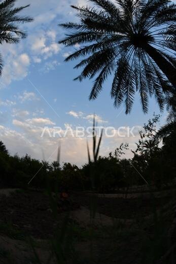 Date palm , tree of the palm family cultivated for its sweet edible fruits. The date palm has been prized from remotest antiquity.