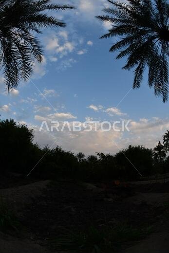 Date palm , tree of the palm family cultivated for its sweet edible fruits. The date palm has been prized from remotest antiquity.