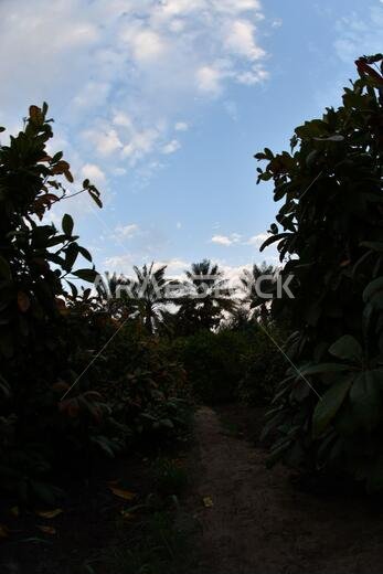 نخيل التمر، شجرة من فصيلة النخيل تُزرع لثمارها الحلوة الصالحة للأكل. وقد حظي نخيل التمر بتقدير كبير منذ أقدم العصور.