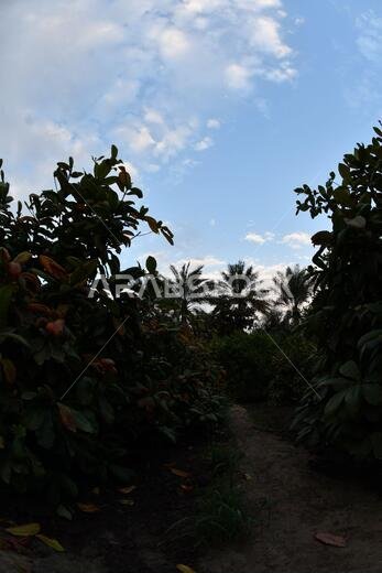 نخيل التمر، شجرة من فصيلة النخيل تُزرع لثمارها الحلوة الصالحة للأكل. وقد حظي نخيل التمر بتقدير كبير منذ أقدم العصور.