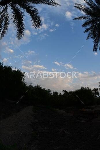 Date palm , tree of the palm family cultivated for its sweet edible fruits. The date palm has been prized from remotest antiquity.