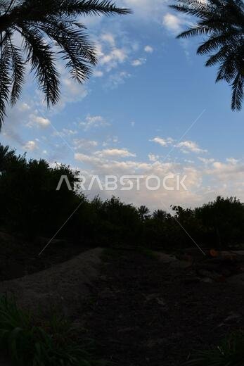 نخيل التمر، شجرة من فصيلة النخيل تُزرع لثمارها الحلوة الصالحة للأكل. وقد حظي نخيل التمر بتقدير كبير منذ أقدم العصور.