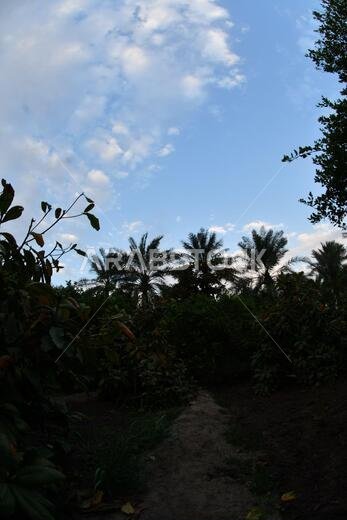 Date palm , tree of the palm family cultivated for its sweet edible fruits. The date palm has been prized from remotest antiquity.