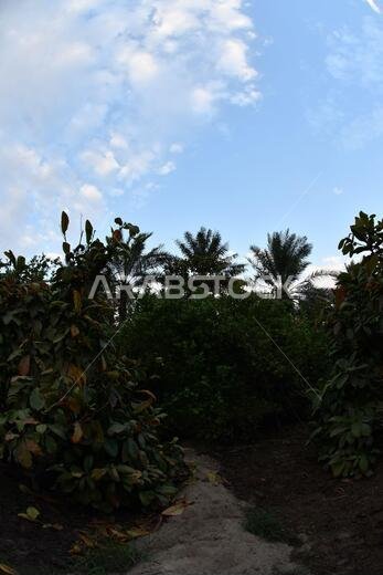 Date palm , tree of the palm family cultivated for its sweet edible fruits. The date palm has been prized from remotest antiquity.
