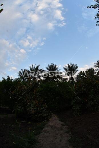 Date palm , tree of the palm family cultivated for its sweet edible fruits. The date palm has been prized from remotest antiquity.