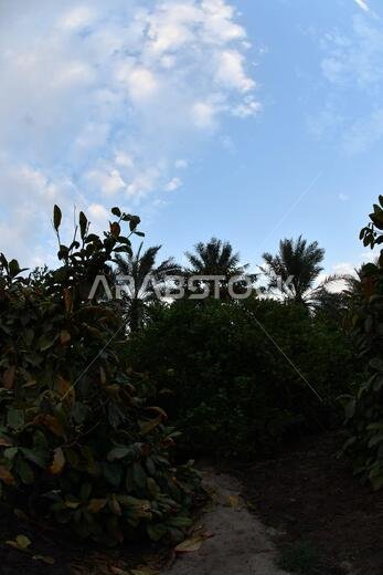 نخيل التمر، شجرة من فصيلة النخيل تُزرع لثمارها الحلوة الصالحة للأكل. وقد حظي نخيل التمر بتقدير كبير منذ أقدم العصور.
