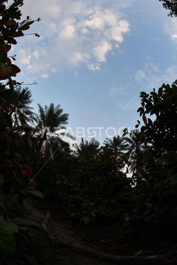 Date palm , tree of the palm family cultivated for its sweet edible fruits. The date palm has been prized from remotest antiquity.