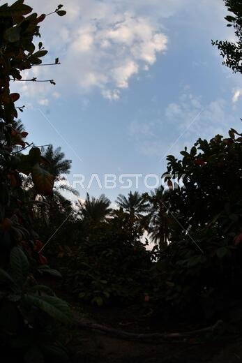 نخيل التمر، شجرة من فصيلة النخيل تُزرع لثمارها الحلوة الصالحة للأكل. وقد حظي نخيل التمر بتقدير كبير منذ أقدم العصور.