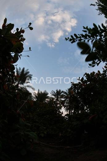 نخيل التمر، شجرة من فصيلة النخيل تُزرع لثمارها الحلوة الصالحة للأكل. وقد حظي نخيل التمر بتقدير كبير منذ أقدم العصور.