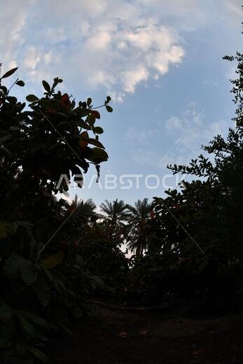 Date palm , tree of the palm family cultivated for its sweet edible fruits. The date palm has been prized from remotest antiquity.