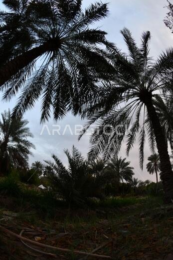 Date palm , tree of the palm family cultivated for its sweet edible fruits. The date palm has been prized from remotest antiquity.