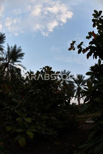 Date palm , tree of the palm family cultivated for its sweet edible fruits. The date palm has been prized from remotest antiquity.