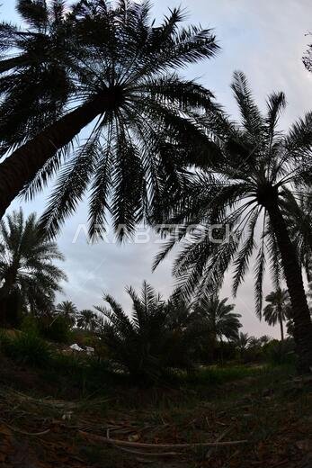 نخيل التمر، شجرة من فصيلة النخيل تُزرع لثمارها الحلوة الصالحة للأكل. وقد حظي نخيل التمر بتقدير كبير منذ أقدم العصور.
