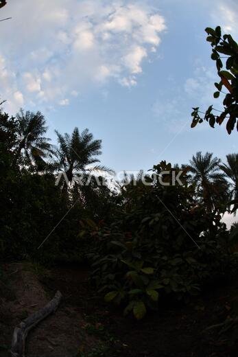 Date palm , tree of the palm family cultivated for its sweet edible fruits. The date palm has been prized from remotest antiquity.