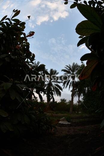 نخيل التمر، شجرة من فصيلة النخيل تُزرع لثمارها الحلوة الصالحة للأكل. وقد حظي نخيل التمر بتقدير كبير منذ أقدم العصور.