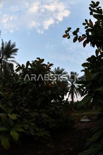 Date palm , tree of the palm family cultivated for its sweet edible fruits. The date palm has been prized from remotest antiquity.