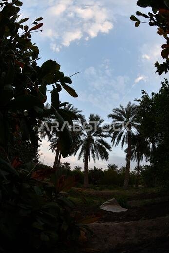 Date palm , tree of the palm family cultivated for its sweet edible fruits. The date palm has been prized from remotest antiquity.