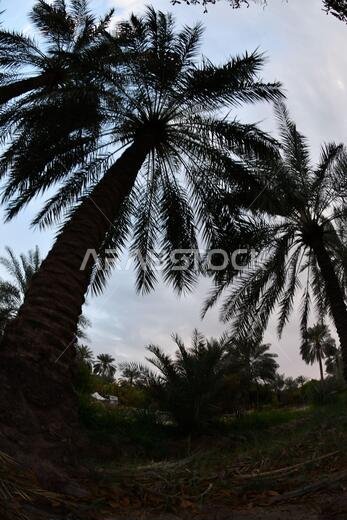 Date palm , tree of the palm family cultivated for its sweet edible fruits. The date palm has been prized from remotest antiquity.