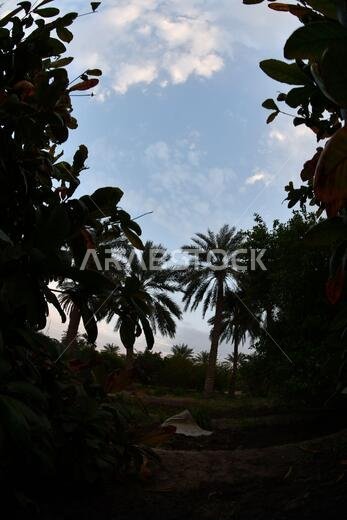 Date palm , tree of the palm family cultivated for its sweet edible fruits. The date palm has been prized from remotest antiquity.