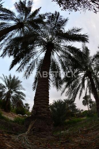 نخيل التمر، شجرة من فصيلة النخيل تُزرع لثمارها الحلوة الصالحة للأكل. وقد حظي نخيل التمر بتقدير كبير منذ أقدم العصور.