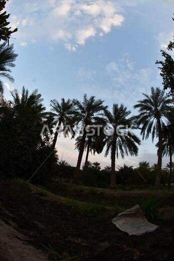 Date palm , tree of the palm family cultivated for its sweet edible fruits. The date palm has been prized from remotest antiquity.