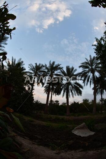 Date palm , tree of the palm family cultivated for its sweet edible fruits. The date palm has been prized from remotest antiquity.