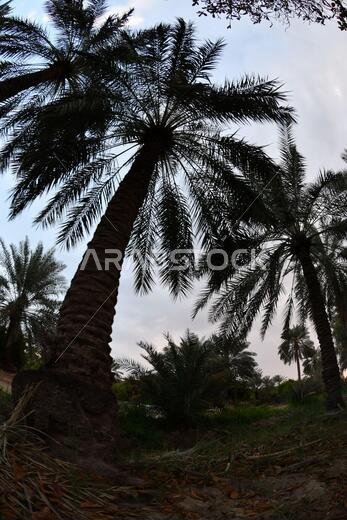 Date palm , tree of the palm family cultivated for its sweet edible fruits. The date palm has been prized from remotest antiquity.