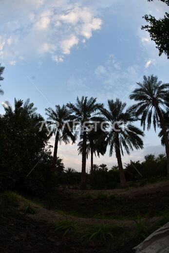 Date palm , tree of the palm family cultivated for its sweet edible fruits. The date palm has been prized from remotest antiquity.