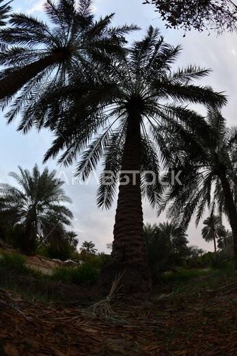 نخيل التمر، شجرة من فصيلة النخيل تُزرع لثمارها الحلوة الصالحة للأكل. وقد حظي نخيل التمر بتقدير كبير منذ أقدم العصور.