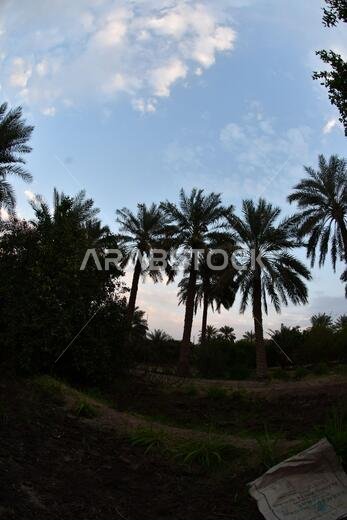 Date palm , tree of the palm family cultivated for its sweet edible fruits. The date palm has been prized from remotest antiquity.