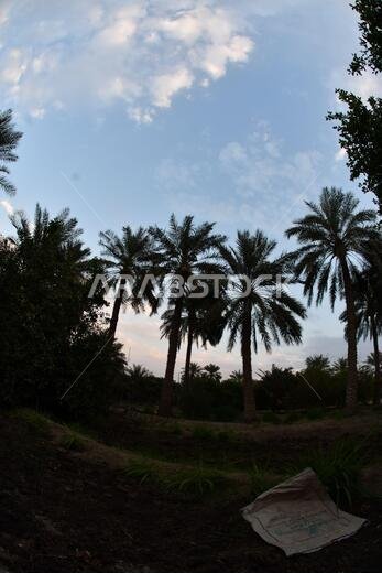 Date palm , tree of the palm family cultivated for its sweet edible fruits. The date palm has been prized from remotest antiquity.