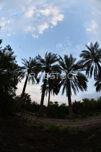 نخيل التمر، شجرة من فصيلة النخيل تُزرع لثمارها الحلوة الصالحة للأكل. وقد حظي نخيل التمر بتقدير كبير منذ أقدم العصور.
