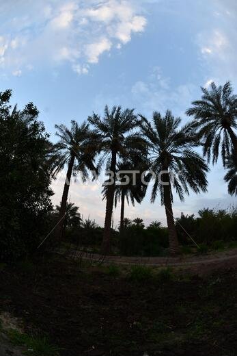 نخيل التمر، شجرة من فصيلة النخيل تُزرع لثمارها الحلوة الصالحة للأكل. وقد حظي نخيل التمر بتقدير كبير منذ أقدم العصور.