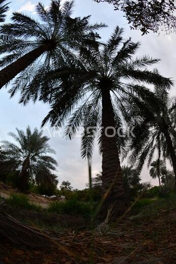 Date palm , tree of the palm family cultivated for its sweet edible fruits. The date palm has been prized from remotest antiquity.