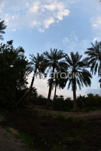 Date palm , tree of the palm family cultivated for its sweet edible fruits. The date palm has been prized from remotest antiquity.