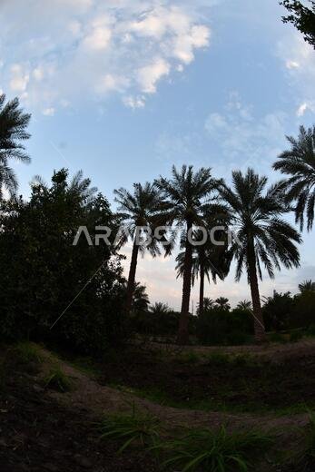 Date palm , tree of the palm family cultivated for its sweet edible fruits. The date palm has been prized from remotest antiquity.