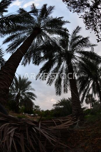نخيل التمر، شجرة من فصيلة النخيل تُزرع لثمارها الحلوة الصالحة للأكل. وقد حظي نخيل التمر بتقدير كبير منذ أقدم العصور.