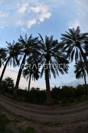 Date palm , tree of the palm family cultivated for its sweet edible fruits. The date palm has been prized from remotest antiquity.