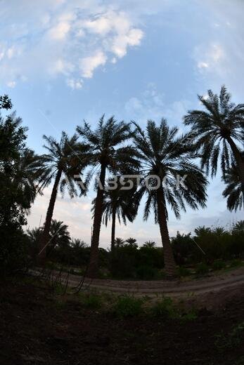 نخيل التمر، شجرة من فصيلة النخيل تُزرع لثمارها الحلوة الصالحة للأكل. وقد حظي نخيل التمر بتقدير كبير منذ أقدم العصور.