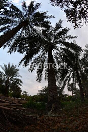 Date palm , tree of the palm family cultivated for its sweet edible fruits. The date palm has been prized from remotest antiquity.