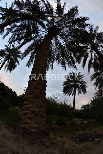Date palm , tree of the palm family cultivated for its sweet edible fruits. The date palm has been prized from remotest antiquity.
