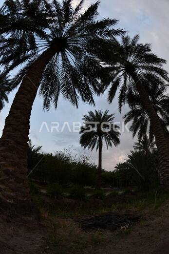Date palm , tree of the palm family cultivated for its sweet edible fruits. The date palm has been prized from remotest antiquity.