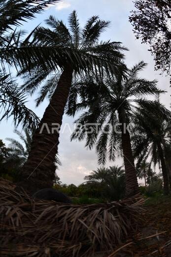 نخيل التمر، شجرة من فصيلة النخيل تُزرع لثمارها الحلوة الصالحة للأكل. وقد حظي نخيل التمر بتقدير كبير منذ أقدم العصور.