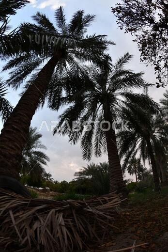 نخيل التمر، شجرة من فصيلة النخيل تُزرع لثمارها الحلوة الصالحة للأكل. وقد حظي نخيل التمر بتقدير كبير منذ أقدم العصور.