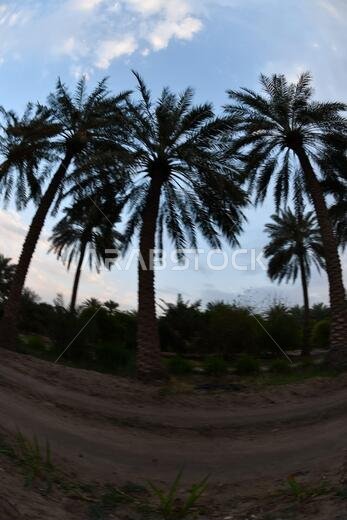 نخيل التمر، شجرة من فصيلة النخيل تُزرع لثمارها الحلوة الصالحة للأكل. وقد حظي نخيل التمر بتقدير كبير منذ أقدم العصور.
