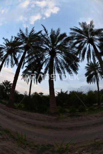 نخيل التمر، شجرة من فصيلة النخيل تُزرع لثمارها الحلوة الصالحة للأكل. وقد حظي نخيل التمر بتقدير كبير منذ أقدم العصور.
