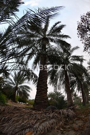نخيل التمر، شجرة من فصيلة النخيل تُزرع لثمارها الحلوة الصالحة للأكل. وقد حظي نخيل التمر بتقدير كبير منذ أقدم العصور.