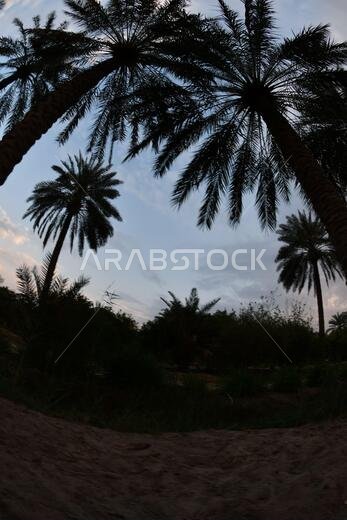 Date palm , tree of the palm family cultivated for its sweet edible fruits. The date palm has been prized from remotest antiquity. Date palm , tree of the palm family cultivated for its sweet edible fruits. The date palm has been prized from remotest antiquity.