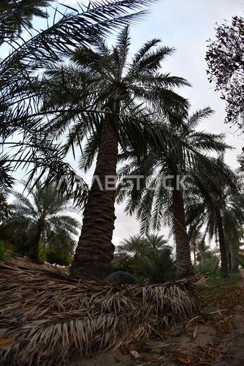 نخيل التمر، شجرة من فصيلة النخيل تُزرع لثمارها الحلوة الصالحة للأكل. وقد حظي نخيل التمر بتقدير كبير منذ أقدم العصور.